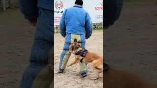 ‼️Stop or I'll bite your ass! 😮Malinois transport of the offender. #COMPANIONUKRAINE Dog training.