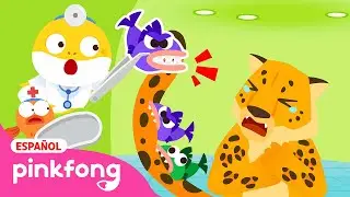 🦁¡Roar! Amigos Depredadores Salvajes | Tiburón Bebé Juego de Hospital🏥 | Pinkfong en español