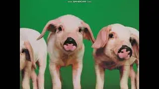Baby Einstein: Old MacDonald Had a Farm Sing-Along