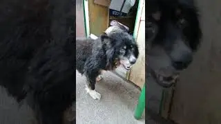 собакчкежарко