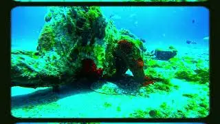 Scuba Diving in the Caribbean Mexico Cancun sea Turtle encounter