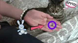 Заяц в шляпе(фокусы/Кушнерёв Кирилл))