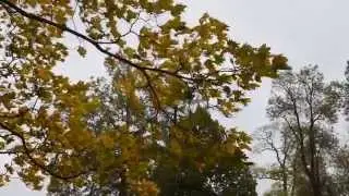 ОСЕНЬ КЛЁН НА ВЕТРУ Футаж