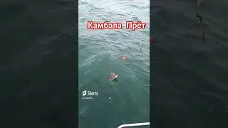Выскочили на резинке за Камбалой в Германии с Иванычем.