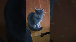 С днём рождения Лео и Кетти!