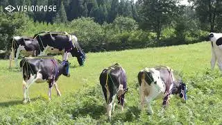 VisionPose: Demo of Cow Skeleton Detection