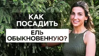 КАК ПОСАДИТЬ ЕЛЬ обыкновенную 🌲 чтобы прижилась. Посадка ели весной или осенью