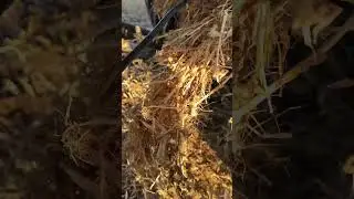 Уборка гороха без этого никак🤷🏼