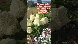 Заказы оплаченные пока не отправляем. Жара +33