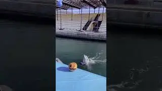 Дельфины🐬