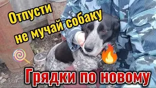 Шокирующие подробности содержания собаки. Грядки в теплице расположение размер. Переехали на кубань