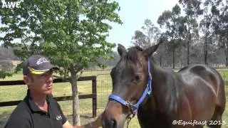 Hawkesbury event rider amazed by allergy product