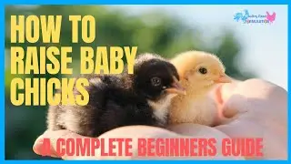 The Best Way To Raise Baby Chicks For Beginners