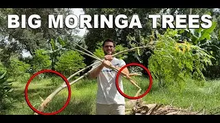 Fast Track Your Success with BIG Moringa Trees | End of The Season Special