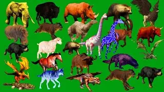 Life Animals Stampede Left To Right Line Running Walking Green Screen HD Green Screen Animal
