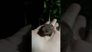 ЛЯГУШОНКА В КОРОБЧЁНКЕ ПОЖАЛОВАЛА