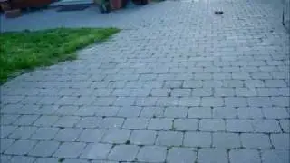 losi micro desert truck dt lipo bashing