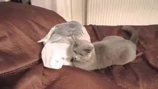 Нежданчик