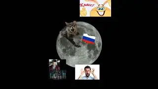 КАК ОНА ТУДА ПОПАЛА #cat #shorts