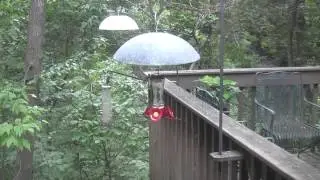 Hummingbird Games