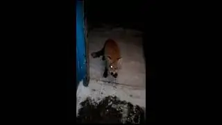 Real Life zombie dog