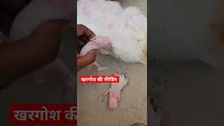 Rabbit Feeding #youtubeshorts  #ytshorts #food