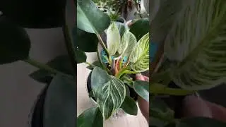 Philodendron Birkin New Leaves progress 