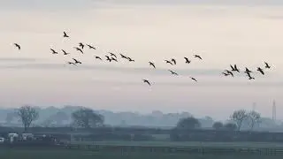 Pink-footed Geese landing on a misty morning