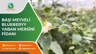 Başı Meyveli Blueberry Yaban Mersini Fidanı