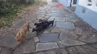 When You've Had Enough Of Feeding Your Kids! (Rescuing Abandoned Puppies)