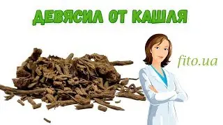 Девясил корень растения