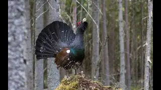 останки глухаря