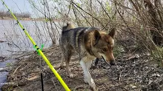 Подъём воды на Ахтубе