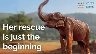 The Rescue of SomBoon: Helping Elephants in Crisis