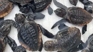 World Science Festival Brisbane 2023 - The Hatchery turtle release