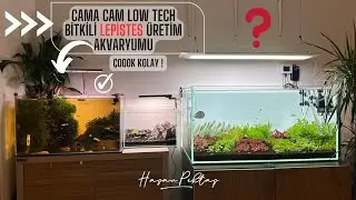 BASİT BİTKİLİ LEPİSTES ÜRETİM AKVARYUMU NASIL OLMALI ! #akvaryum #bitkiliakvaryum #aquascape