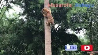 Aksi Harimau Di Taman Safari Prigen Pasuruan #tamansafariprigen #tamansafari #jawatimur