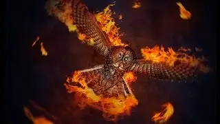 Furious owl - Speed art (#Photoshop)