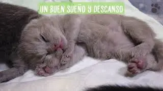 Cómo cuidar de un gato huérfano. Trucos y consejos.