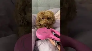 Заведите собаку- говорили они...