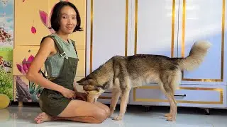Aww!! JASMINE and STELLA so cute today, JASMINE want to play but STELLA want food and massage