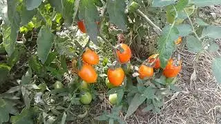 Томат Пламя от агрофирмы 