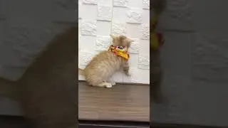ペットショップ 犬の家 中津川店 「マンチカン♀」「112807」