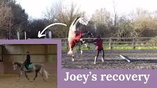 Joey’s recovery process 💖 || Video credits - @ThisEsMe