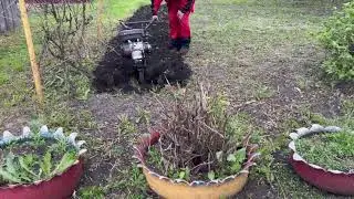 культивирую мотоблоком