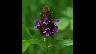 Herbal Materia Medica #1 Self Heal