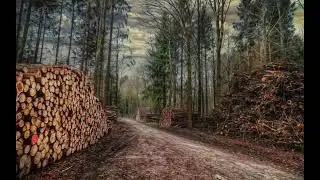 Чем дальше в лес, тем ближе реальность