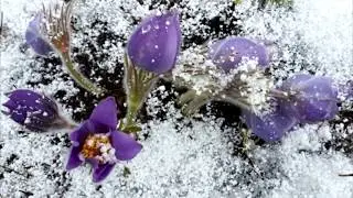 ЛАРИСА БЕКРЕШЕВА - ПОЭЗИЯ, проект клуба 