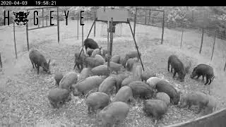 41 hogs in the pen