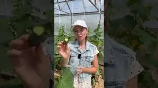 Вкуснее Куража! Дегустация огурец Тонус🥒УСАДЬБА-СЕМЕНА | usadba-semena.ru